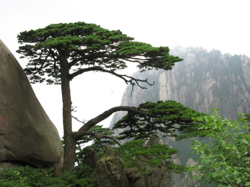 East China Travel Guide 4 East China travel guide Huangshan mountain peaks and pine trees above the sea of clouds