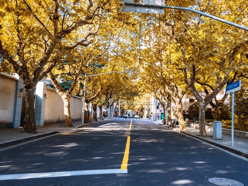 Shanghai layover tour - tree-lined streets for a French Concession stroll