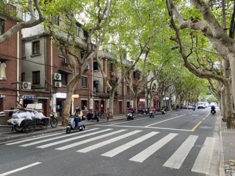 Best Time to Visit Shanghai: Weather, Crowds, and Festivals 2 best time to visit Shanghai - spring drizzle on a tree-lined French Concession street walk
